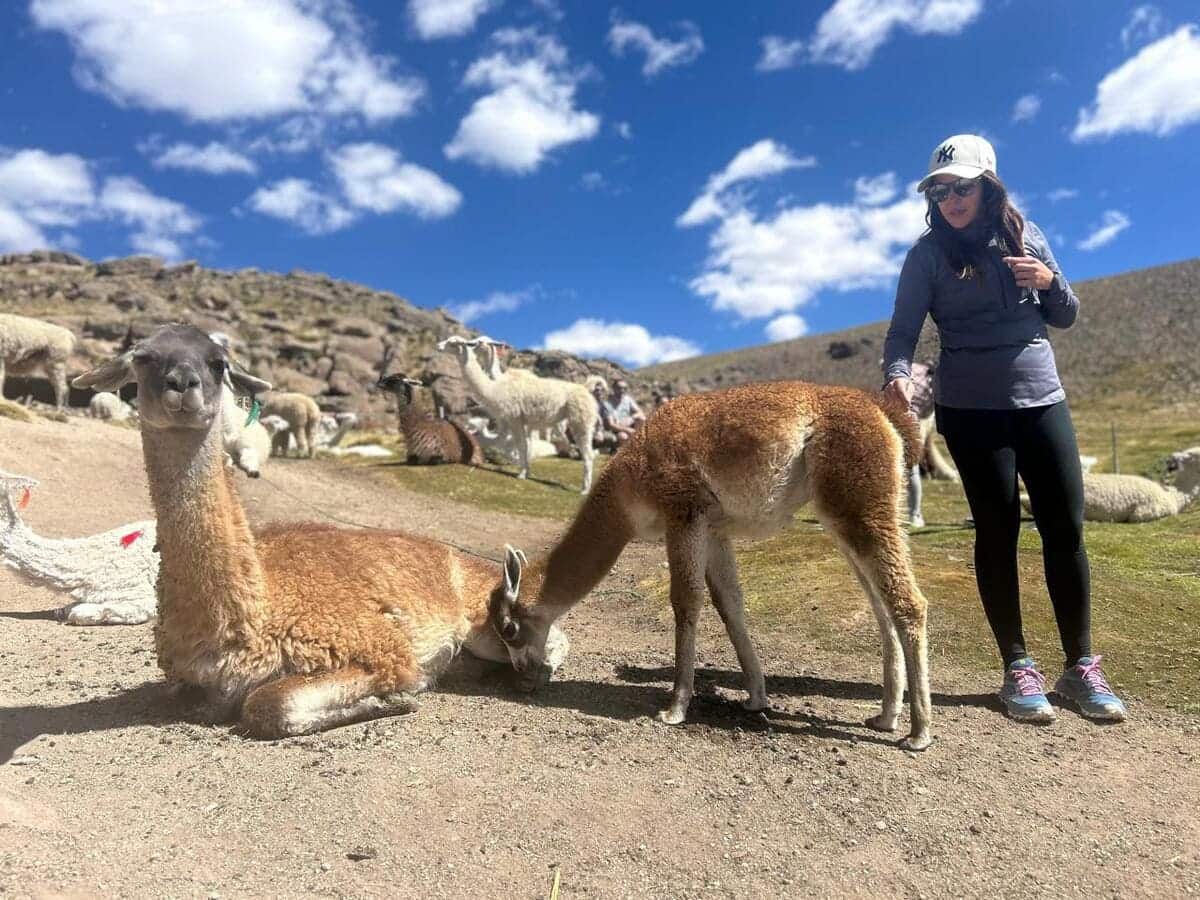 2-Day Arequipa to Puno via Colca Canyon Tour