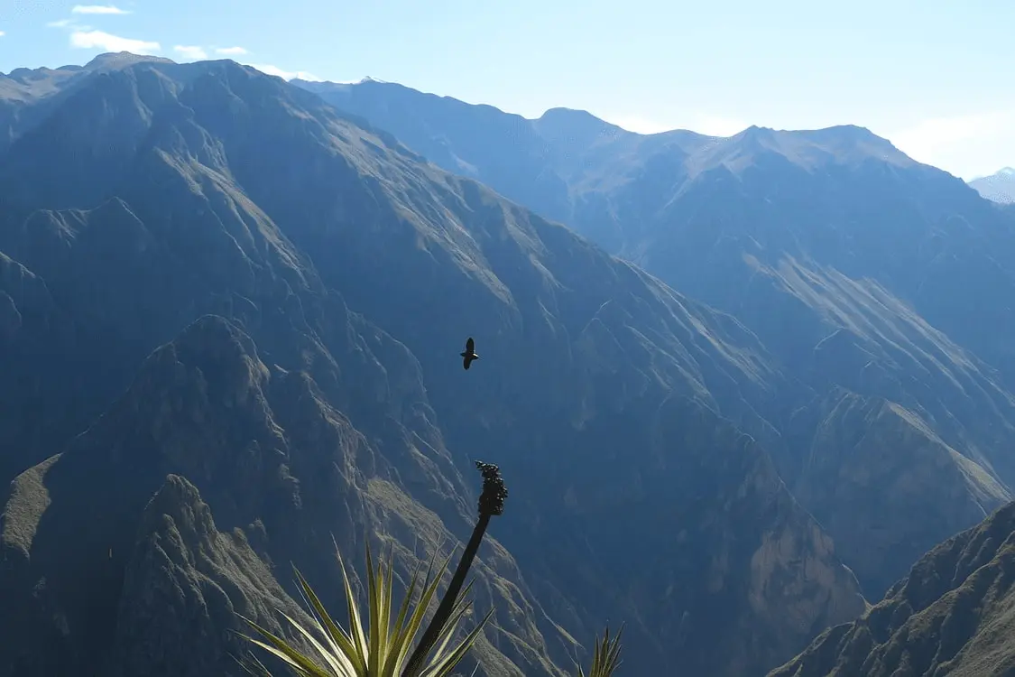 Colca Canyon 2-Day, 1-Night Tour from Arequipa to