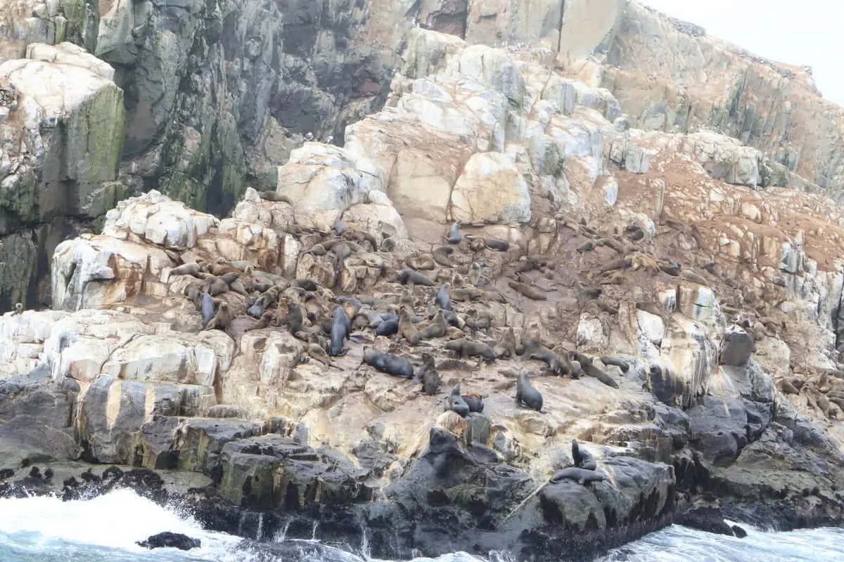 Sea lions resting on the Palomino Islands near Lima, Peru.