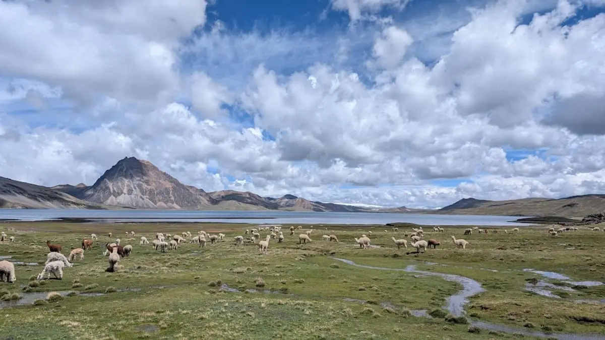 Alpacas grazing near Sibinacocha Lake with dramatic mountain landscapes and cloudy skies along the Ausangate trek in the Peruvian Andes.