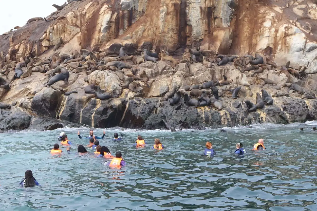 Travelers swimming with sea lions at Palomino Islands near Lima Peru